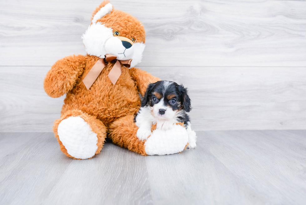 Sweet Cavalier King Charles Spaniel Purebred Puppy