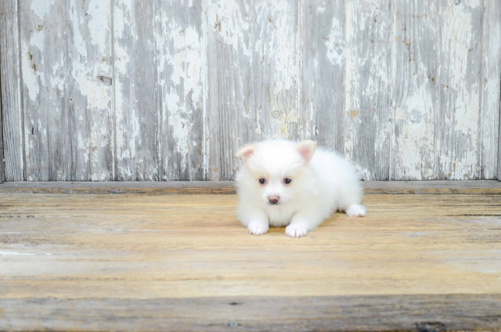 Fluffy Pomeranian Purebred Puppy