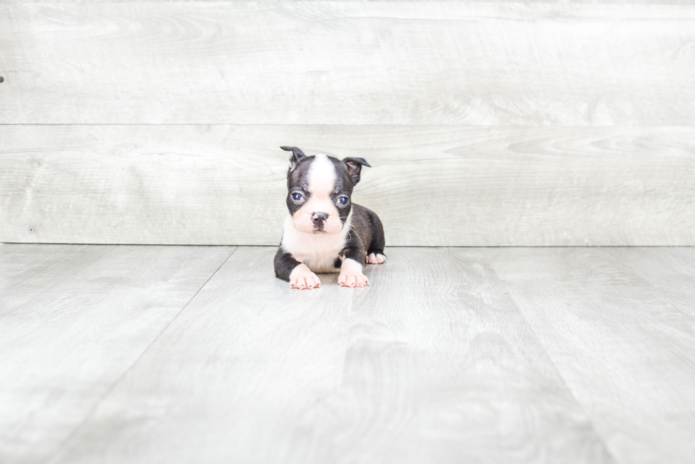 Akc Registered Boston Terrier Baby