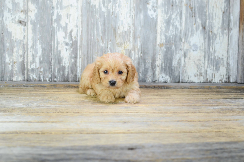 Best Cavachon Baby