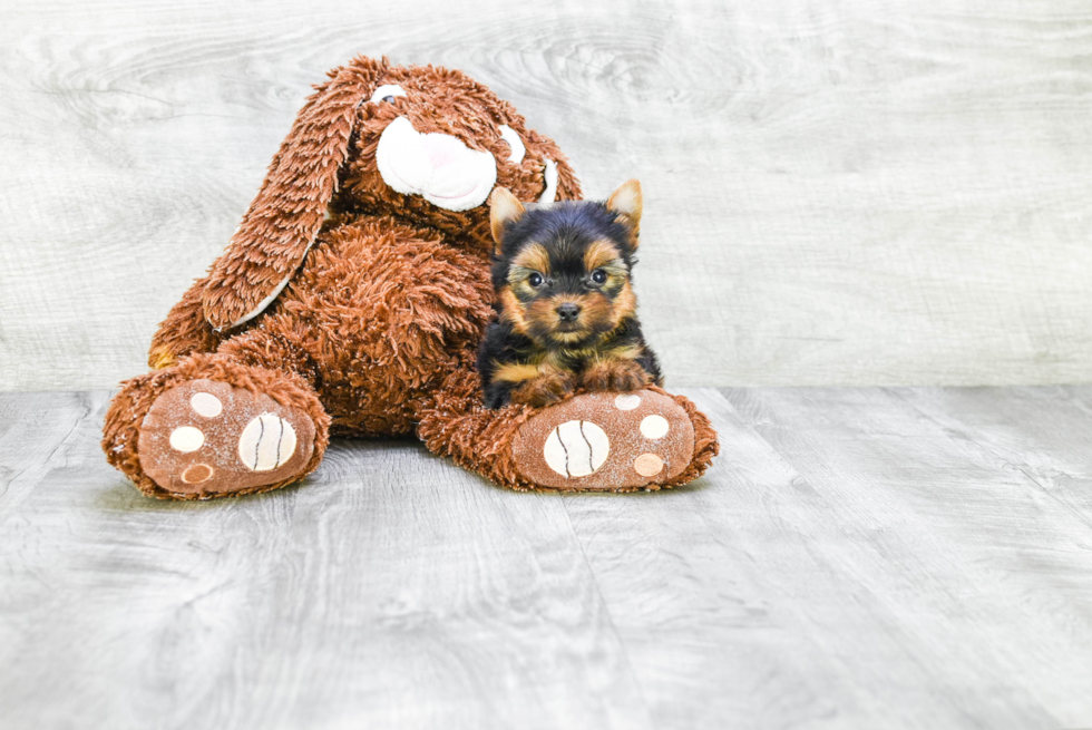 Meet Tinkerbell - our Yorkshire Terrier Puppy Photo 