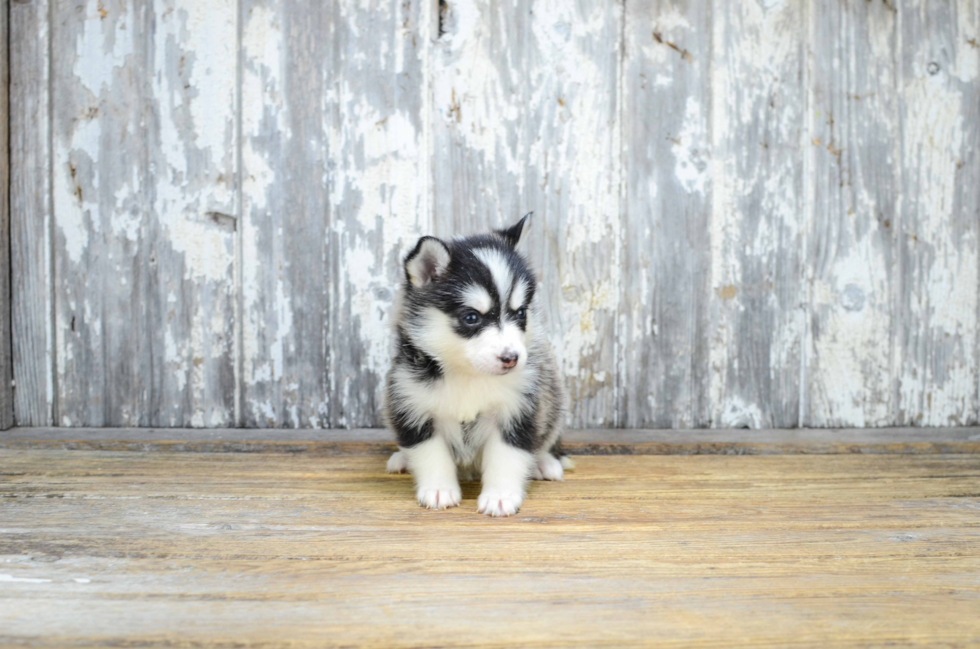 Best Pomsky Baby