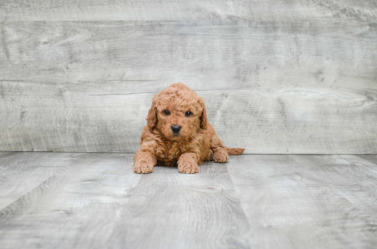 Friendly Mini Goldendoodle Baby