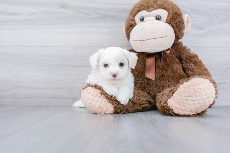 Cute Havanese Purebred Puppy