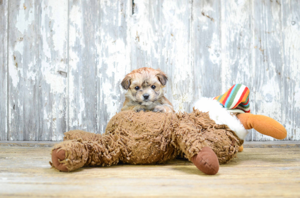 Best Morkie Baby