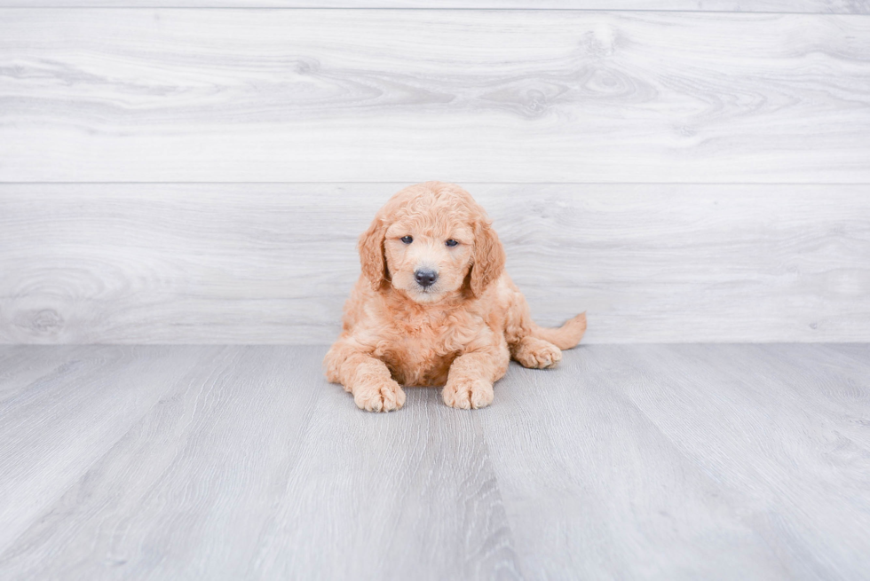 Mini Goldendoodle Pup Being Cute