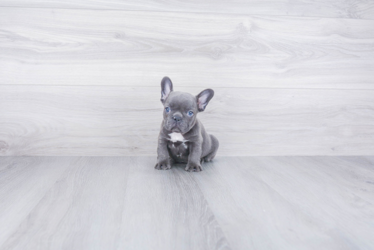 Funny French Bulldog Baby