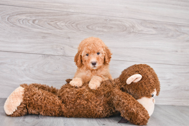 Mini Goldendoodle Puppy for Adoption