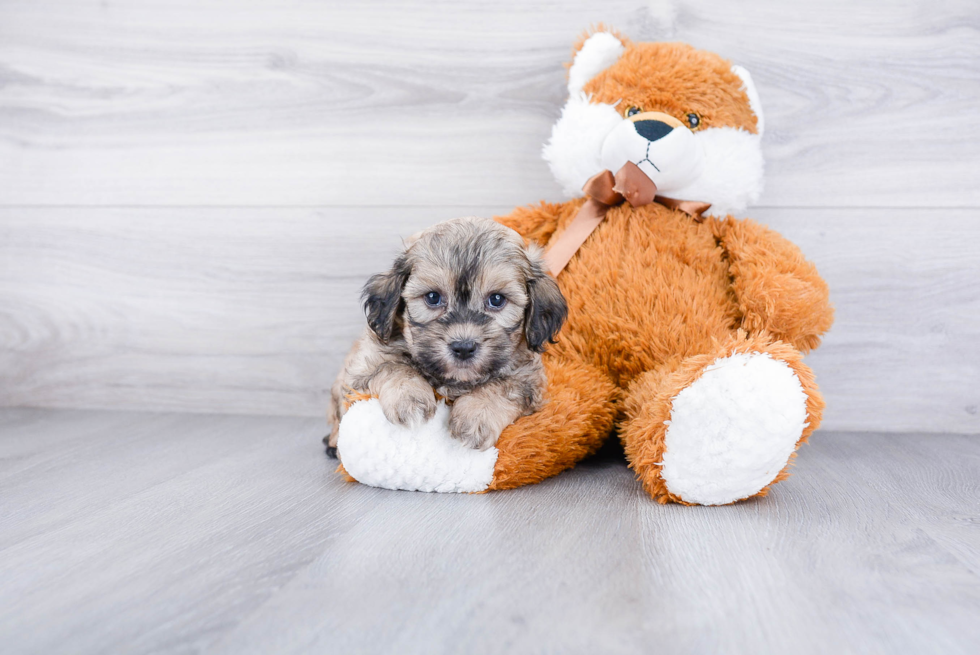 Teddy Bear Pup Being Cute