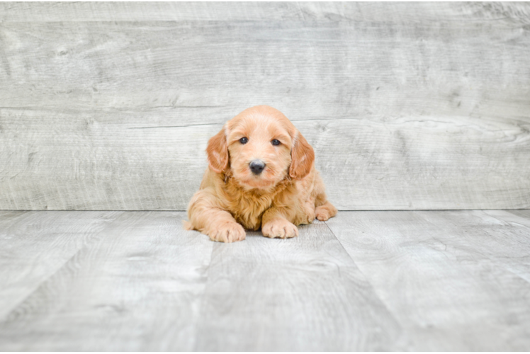 Best Mini Goldendoodle Baby