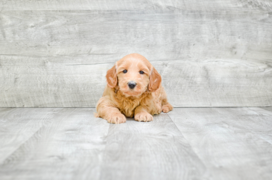 Best Mini Goldendoodle Baby