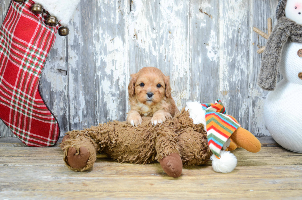 Small Cavapoo Baby