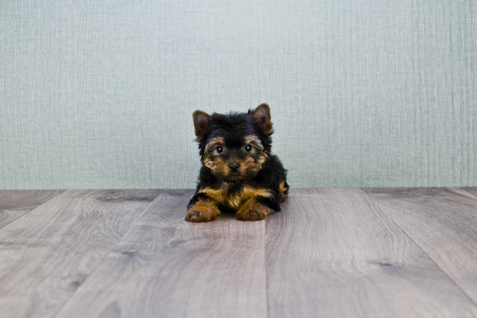 Meet Zoro - our Yorkshire Terrier Puppy Photo 