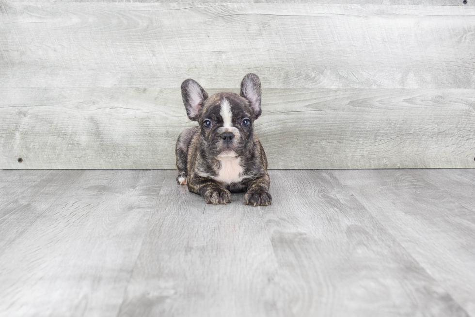 Sweet Frenchie Purebred Puppy