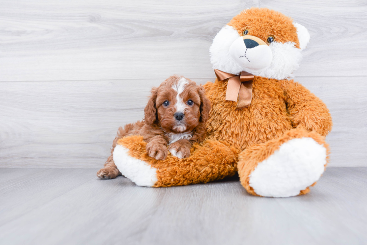 Sweet Cavapoo Baby