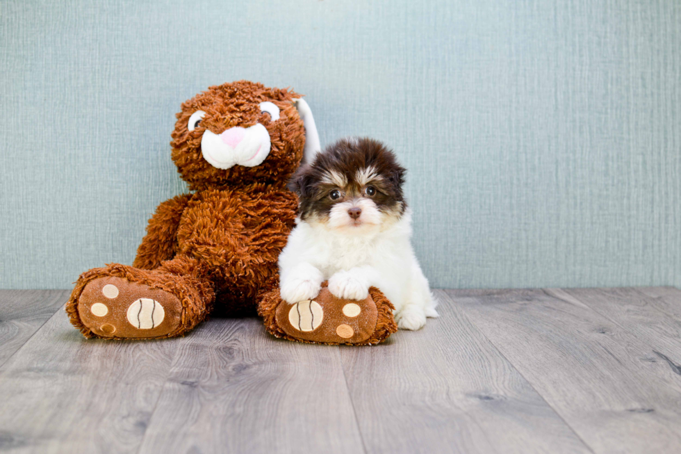 Havanese Pup Being Cute