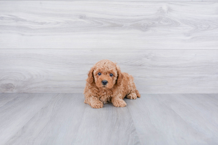 Friendly Cavapoo Baby