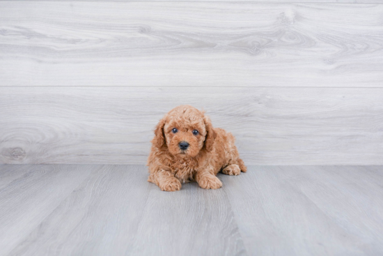 Friendly Cavapoo Baby