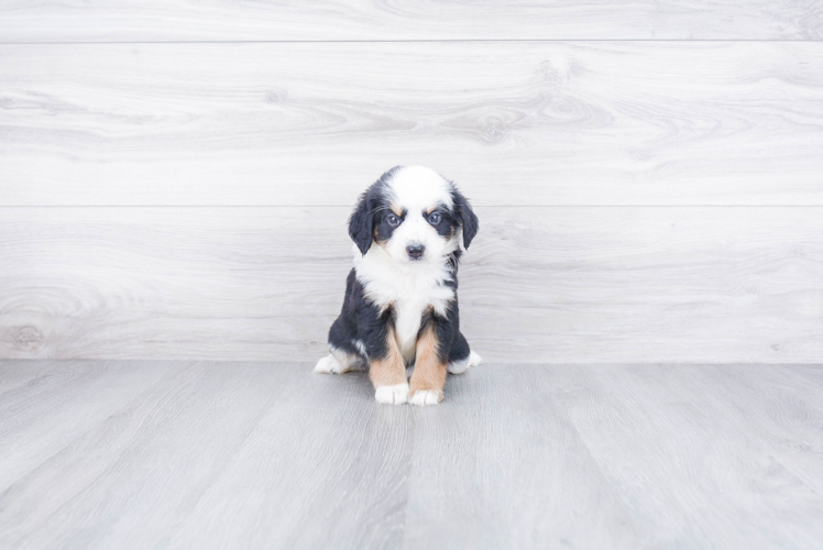 Mini Bernedoodle Pup Being Cute