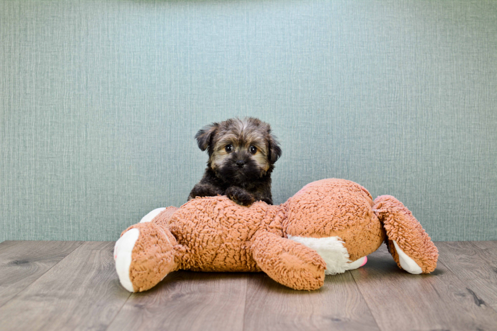 Havanese Pup Being Cute