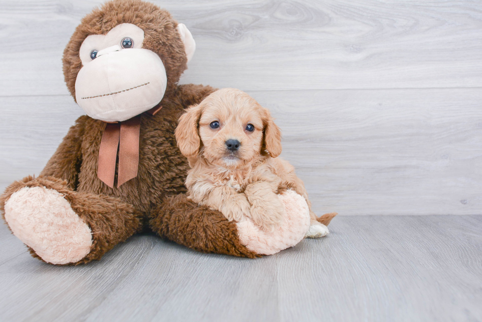 Funny Cavapoo Poodle Mix Pup