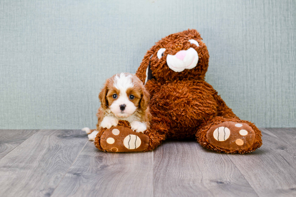 Adorable Cavoodle Poodle Mix Puppy