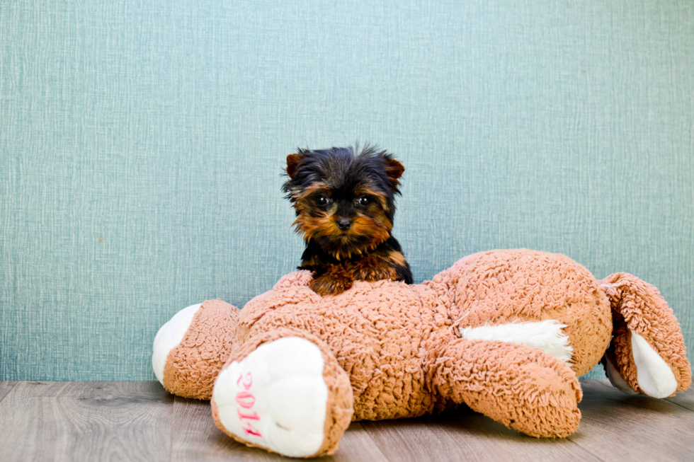 Meet Trigger - our Yorkshire Terrier Puppy Photo 