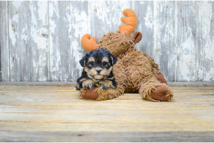 Playful Yorkie Designer Puppy