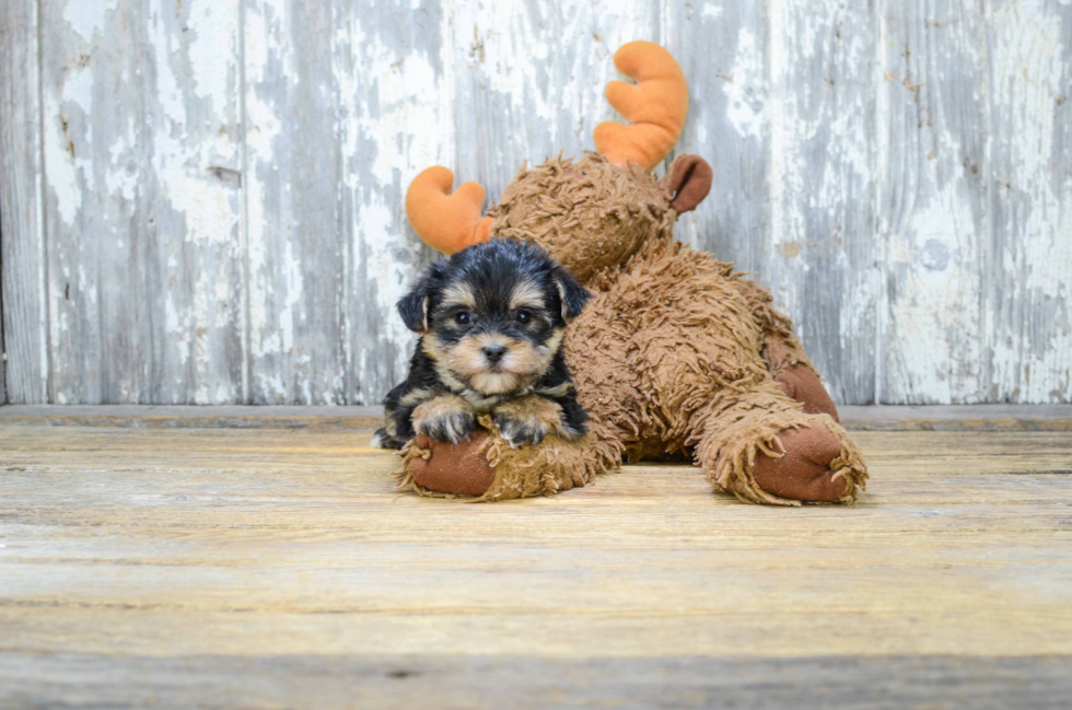 Playful Yorkie Designer Puppy