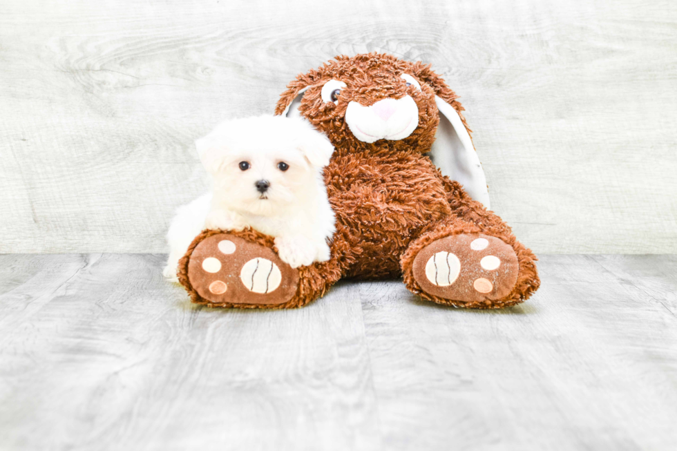 Maltese Pup Being Cute