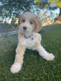 Energetic Sheep Dog Poodle Mix Pup