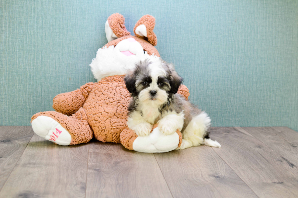 Teddy Bear Pup Being Cute