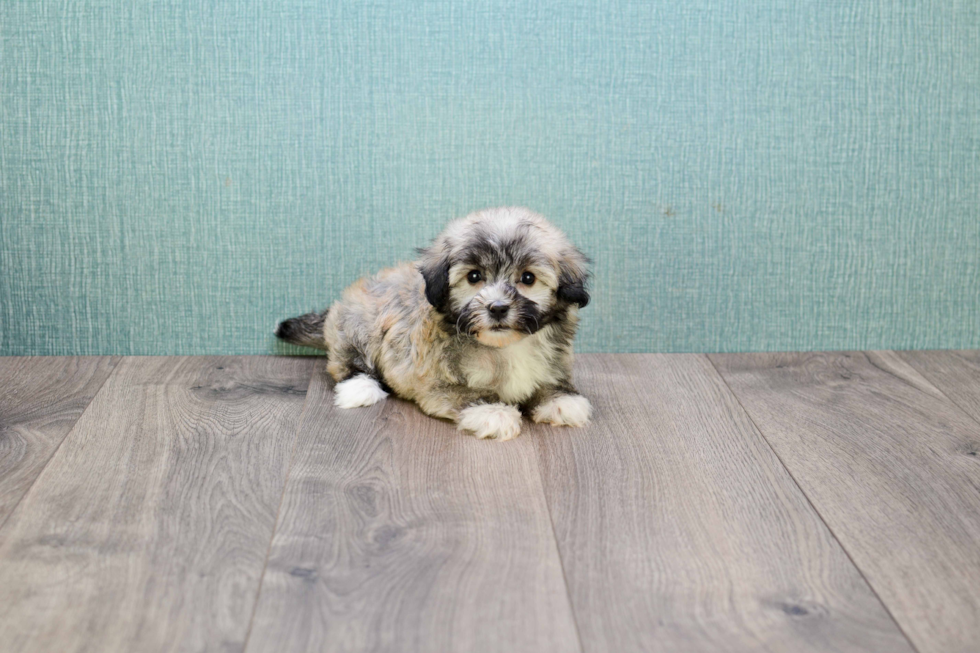 Havanese Pup Being Cute