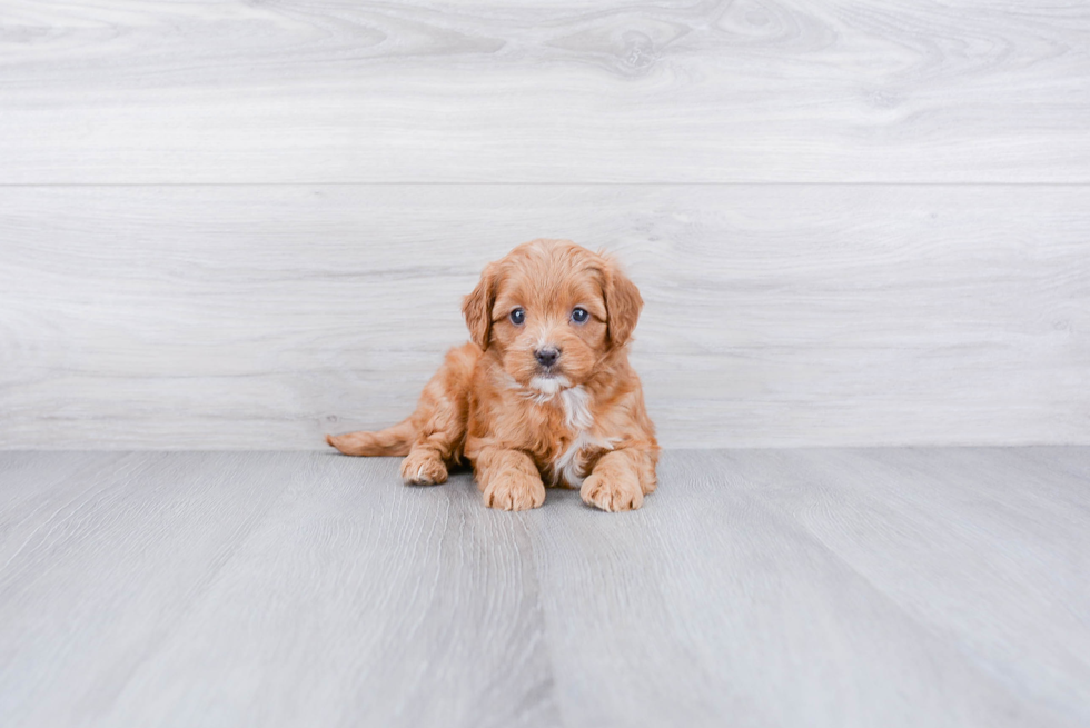 Small Cockapoo Baby