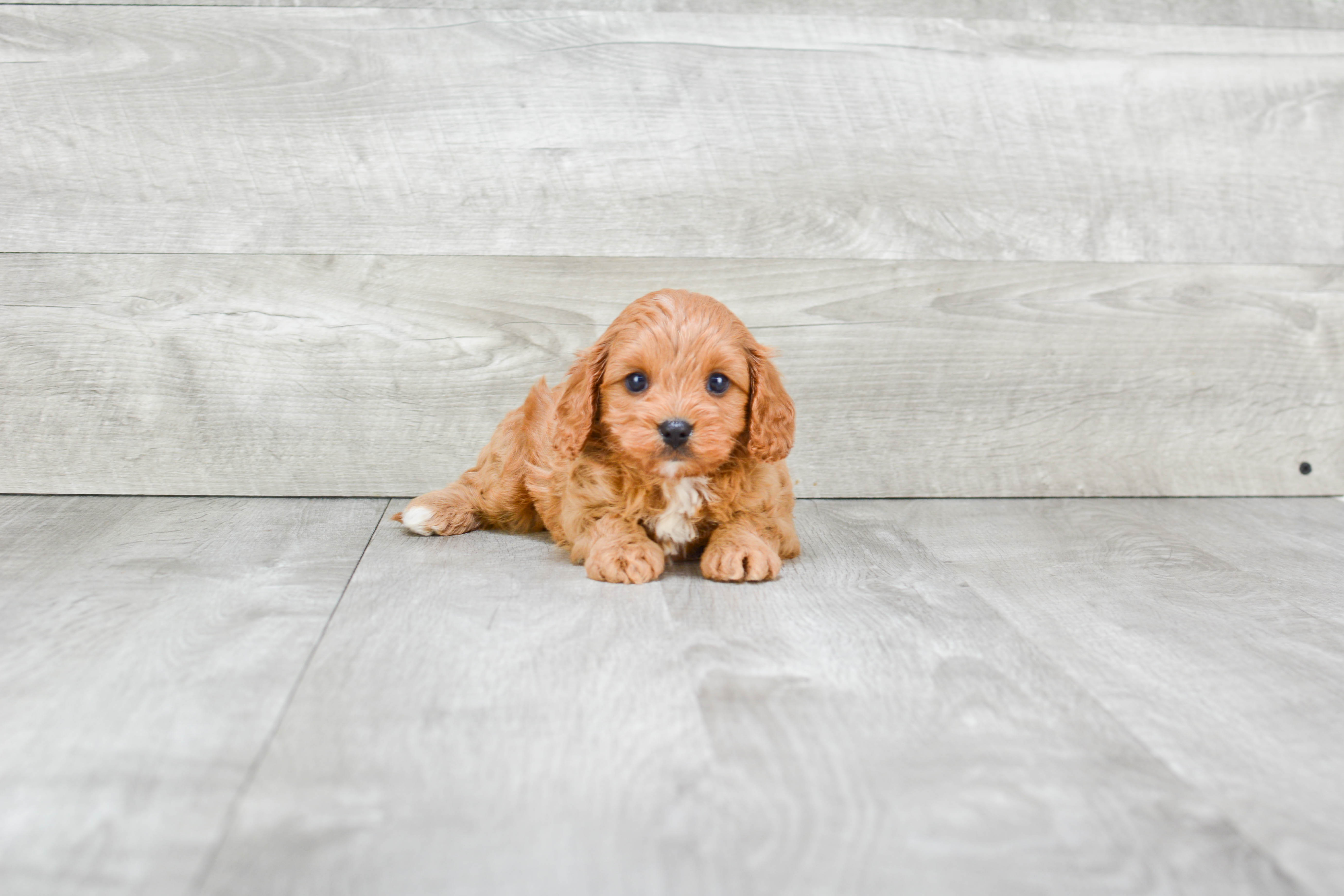 Cavapoo Puppy for Adoption