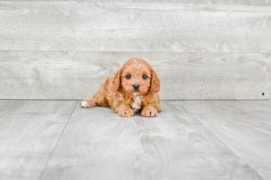 Cavapoo Puppy for Adoption