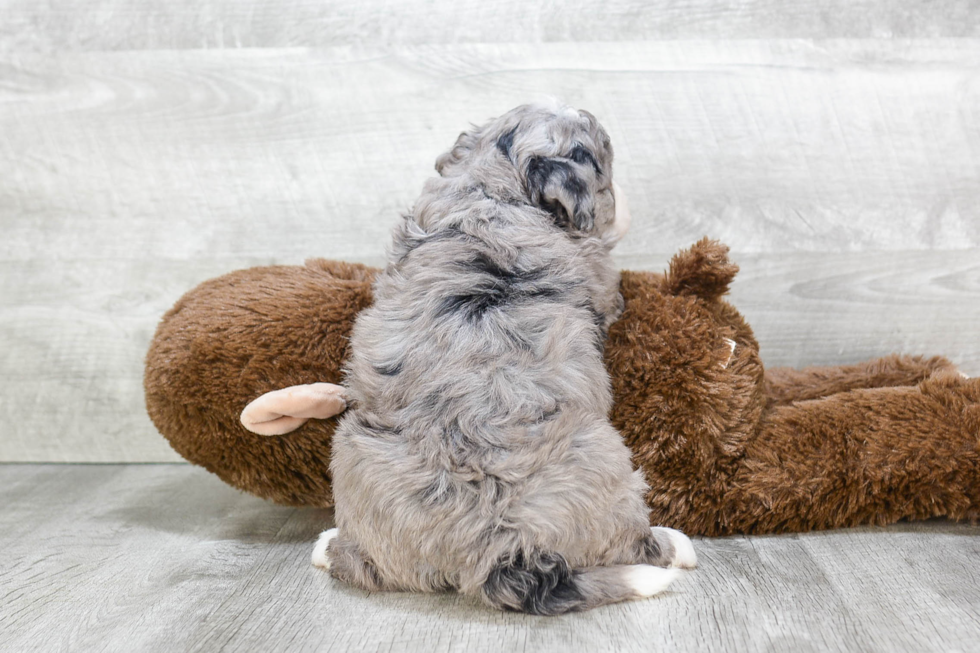 Mini Bernedoodle Pup Being Cute