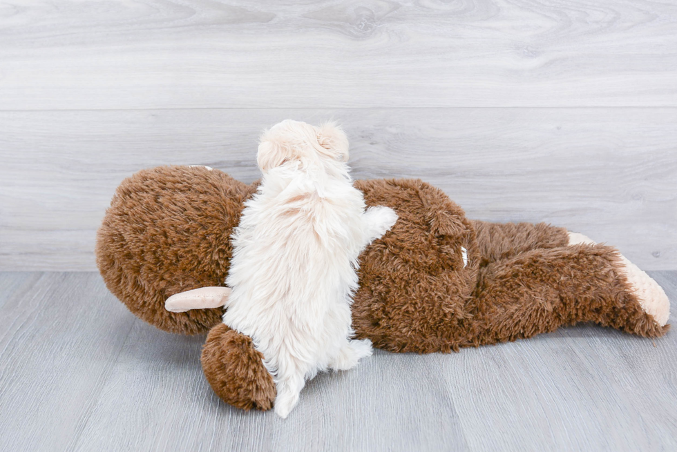 Energetic Maltepoo Poodle Mix Puppy