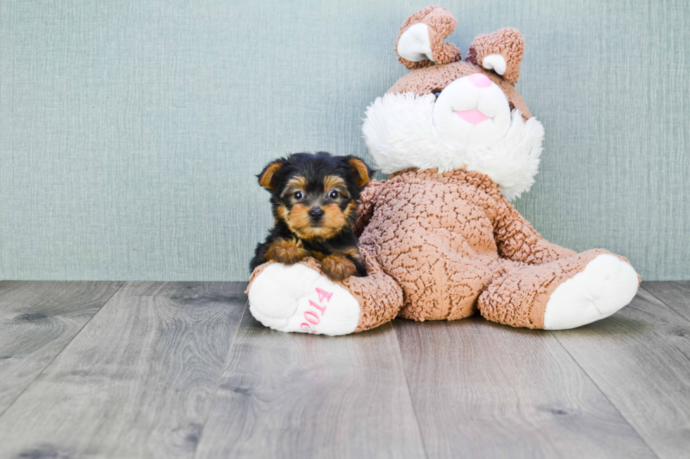 Meet Beckham - our Yorkshire Terrier Puppy Photo 