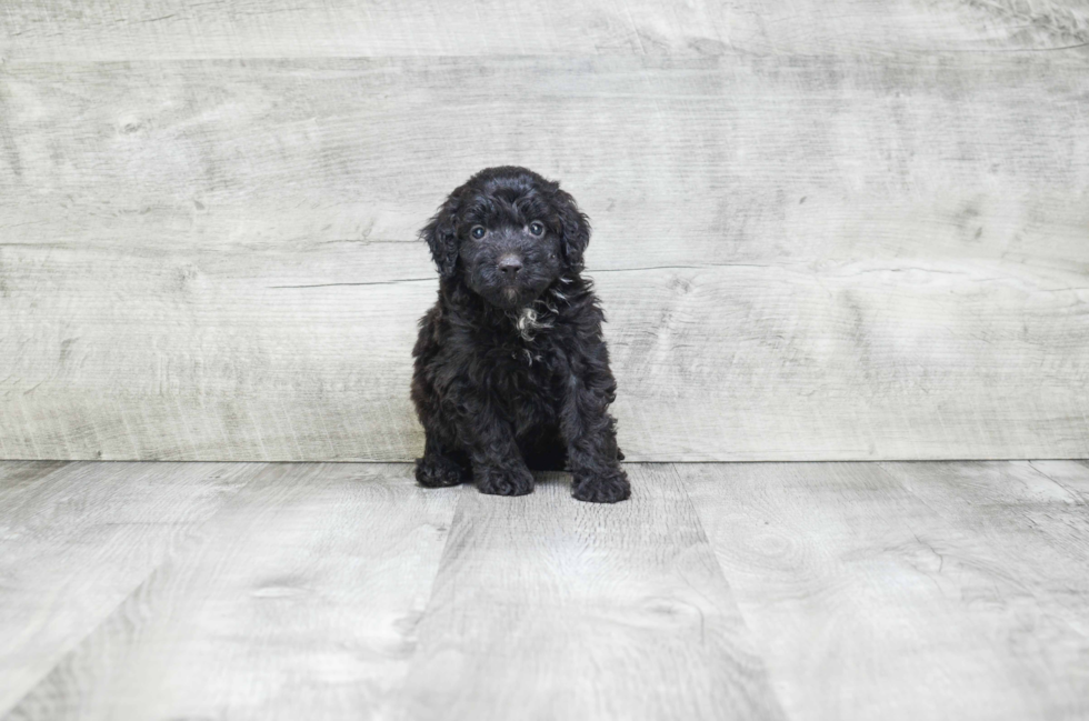 Popular Mini Bernedoodle Poodle Mix Pup