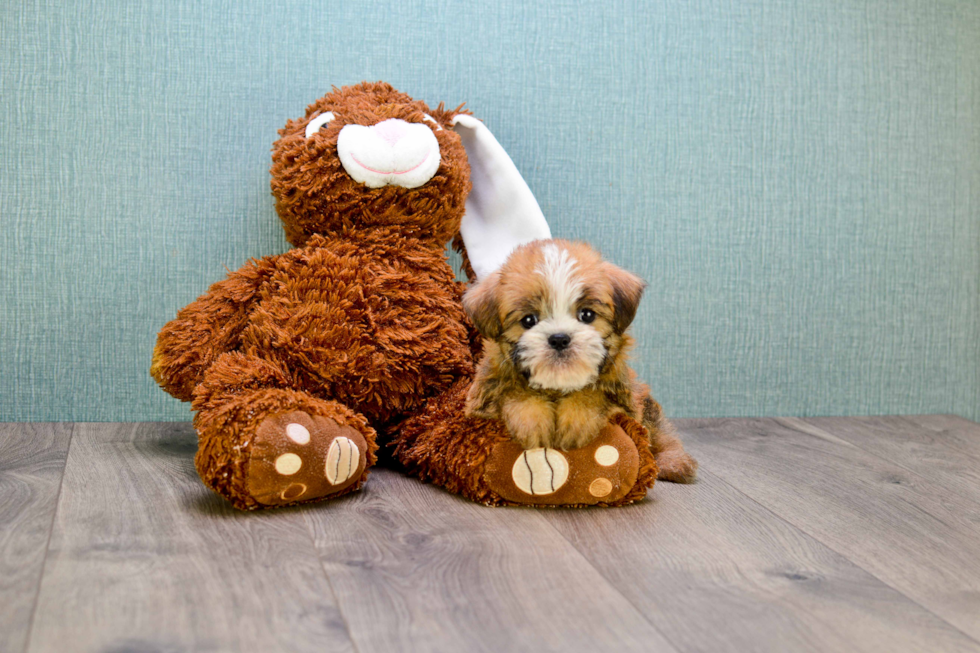 Cute Brussels Griffon Mix Pup