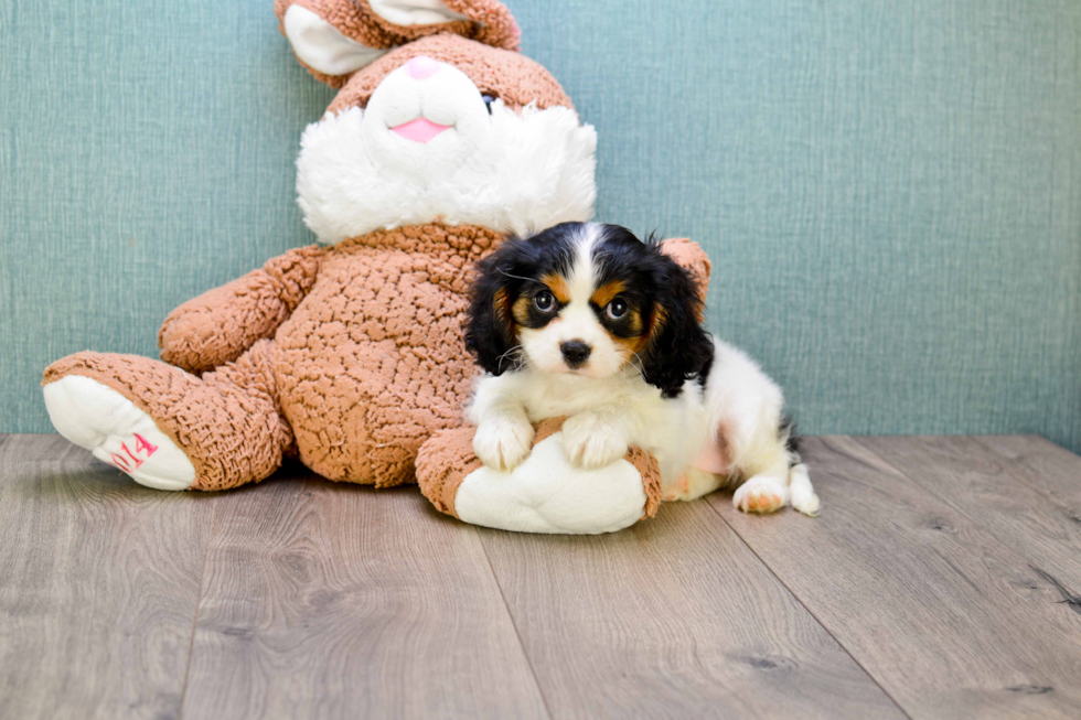 Sweet Cavalier King Charles Spaniel Purebred Puppy