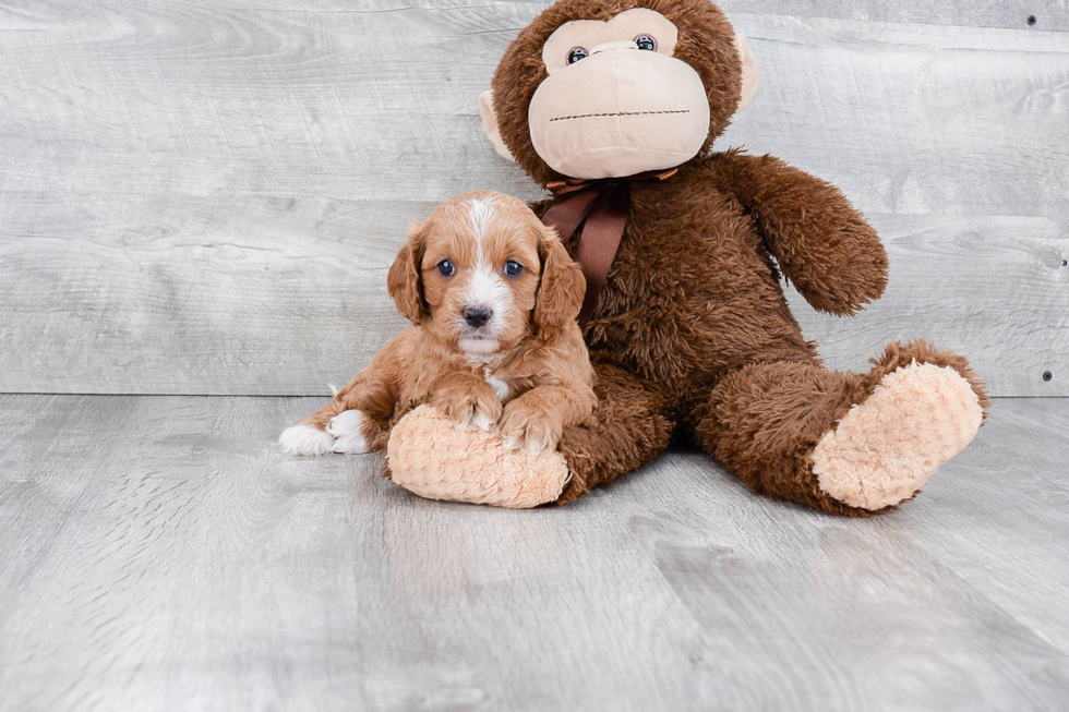 Petite Cavapoo Poodle Mix Pup