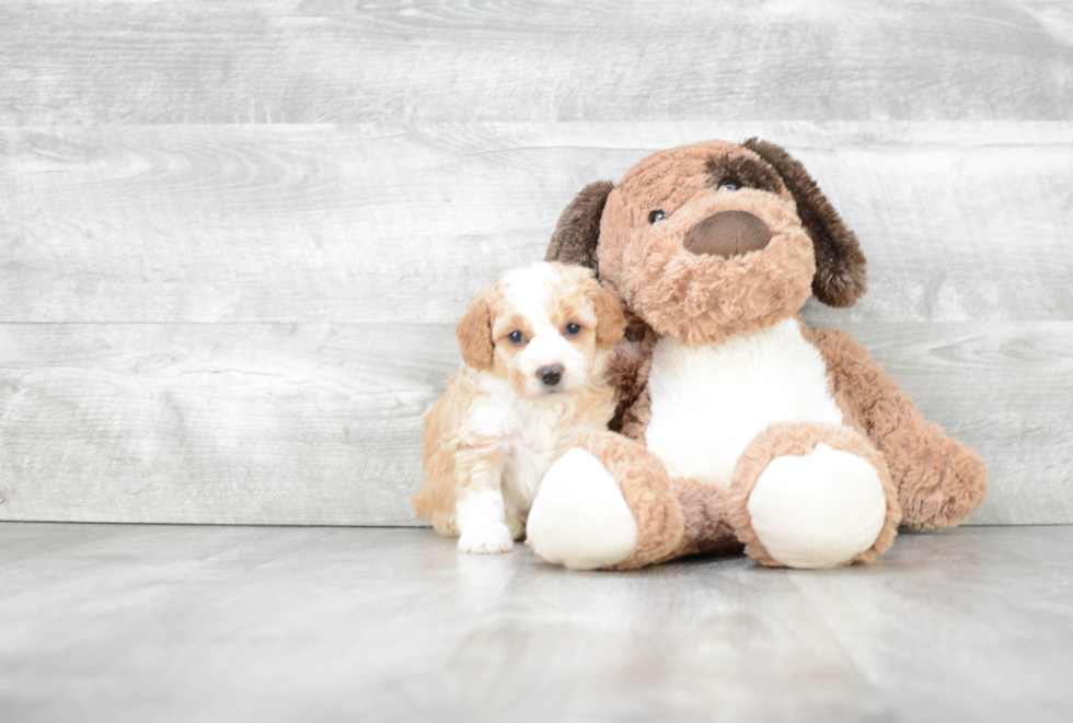 Small Mini Bernedoodle Baby