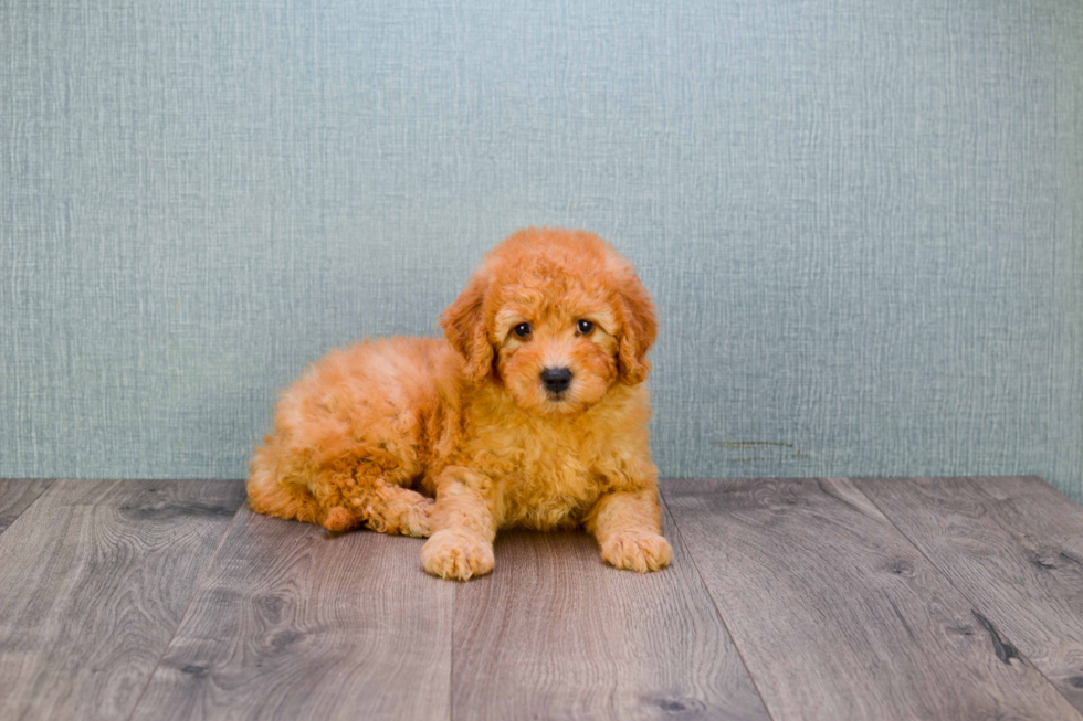 Small Mini Goldendoodle Baby