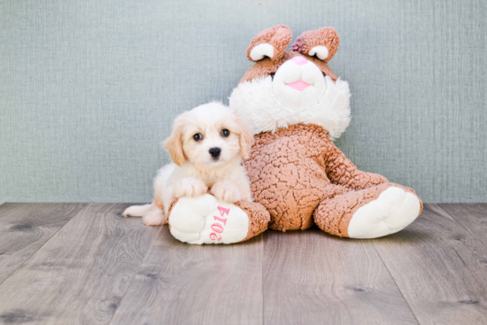 Best Cavachon Baby