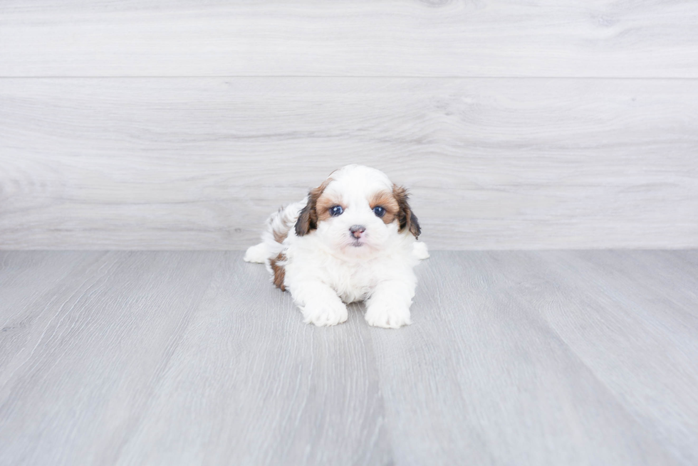 Best Teddy Bear Baby