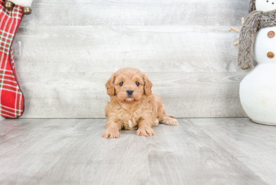 Adorable Cavoodle Poodle Mix Puppy