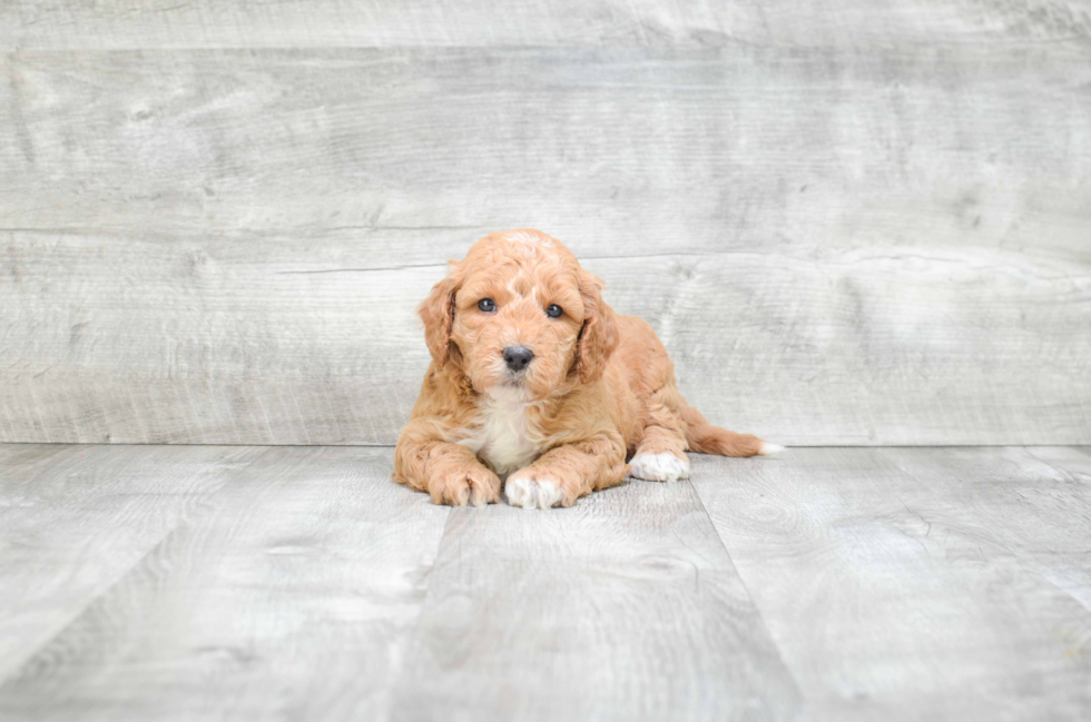 Mini Goldendoodle Pup Being Cute