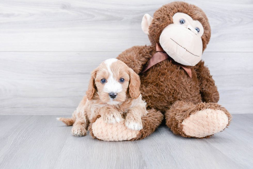 Hypoallergenic Cavoodle Poodle Mix Puppy